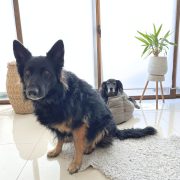 stylish dog bed for large dogs