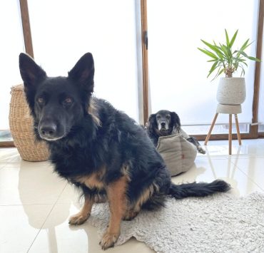 stylish dog bed for large dogs