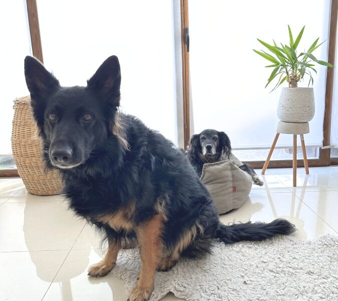 stylish dog bed for large dogs