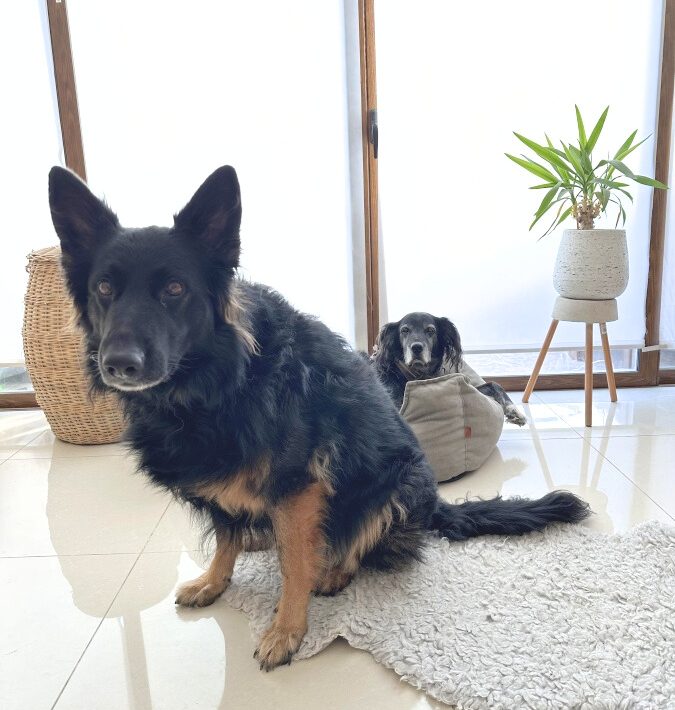 stylish dog bed for large dogs