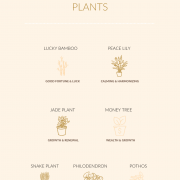 feng shui indoor plants