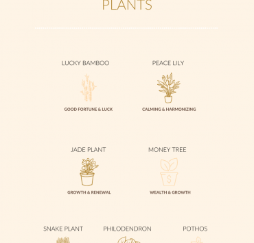 feng shui indoor plants