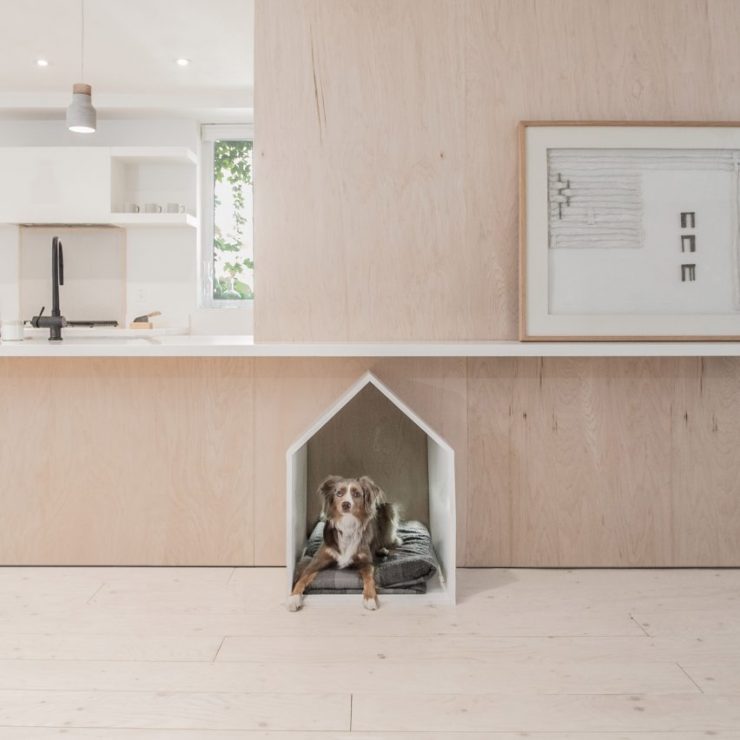Luxury Dog Room Ideas [Pinterest Trend]